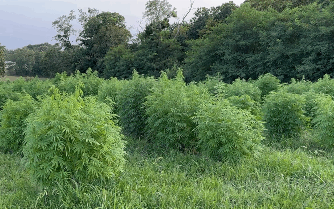 Producteur de CBD en Provence-Alpes-Côte d’Azur : de l’idée au projet rentable