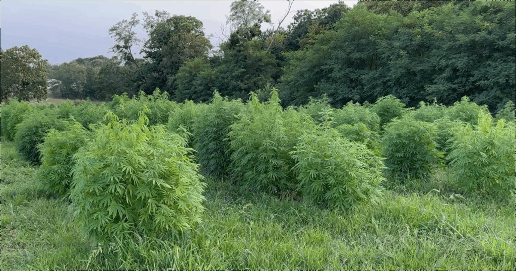 Est-ce accessible à tous de devenir producteur de CBD en Région Centre-Val de Loire ?