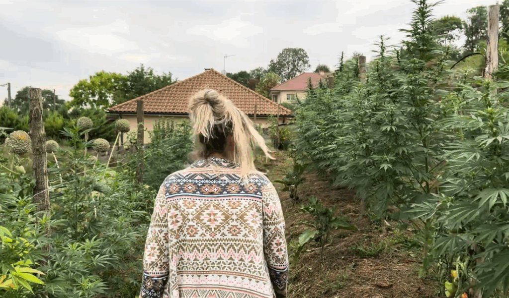 Anaïs, productrice de chanvre autonome sur sa parcelle